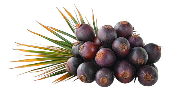 Saw Palmetto Fruit