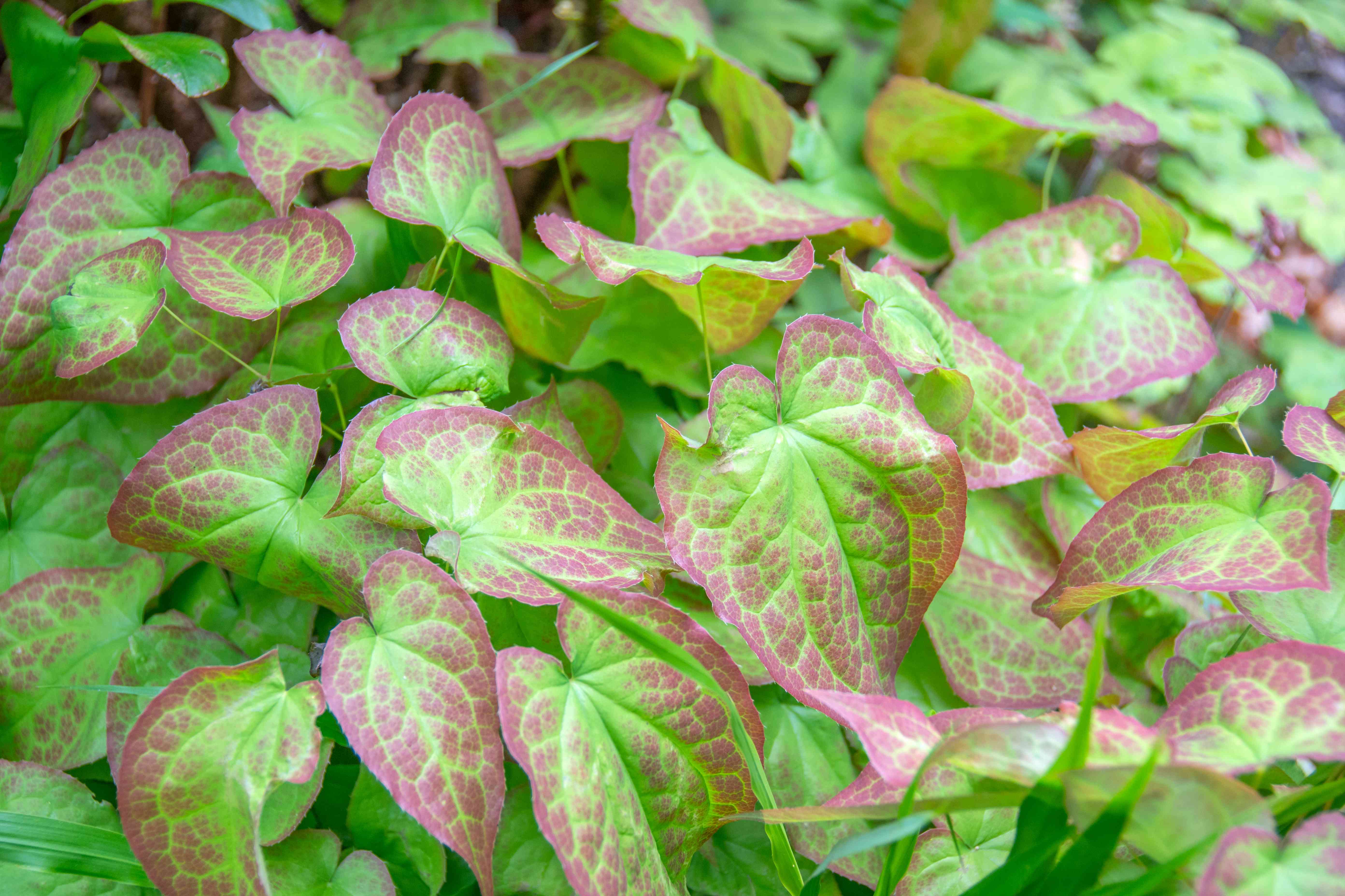 Epimedium