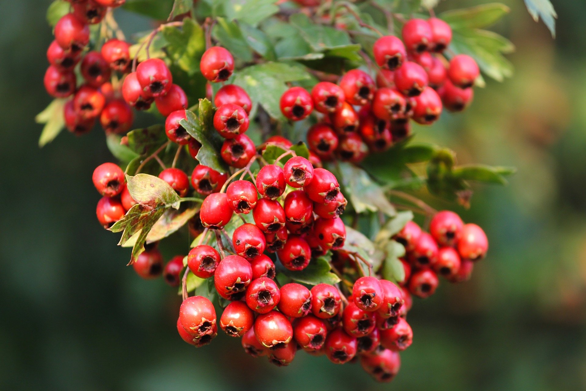 Hawthorn Fruit