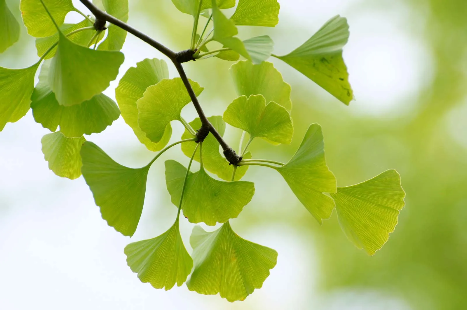 Ginkgo Biloba Leaf