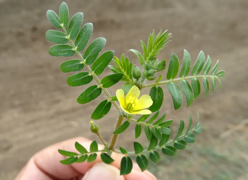 Tribulus Fruit